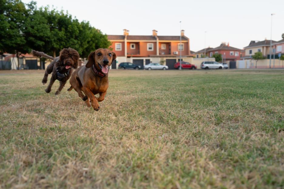Urgent Alert for Dog Walkers: ‘Poisoned Meat’ Found in Parks Poses Serious Risk to Pets