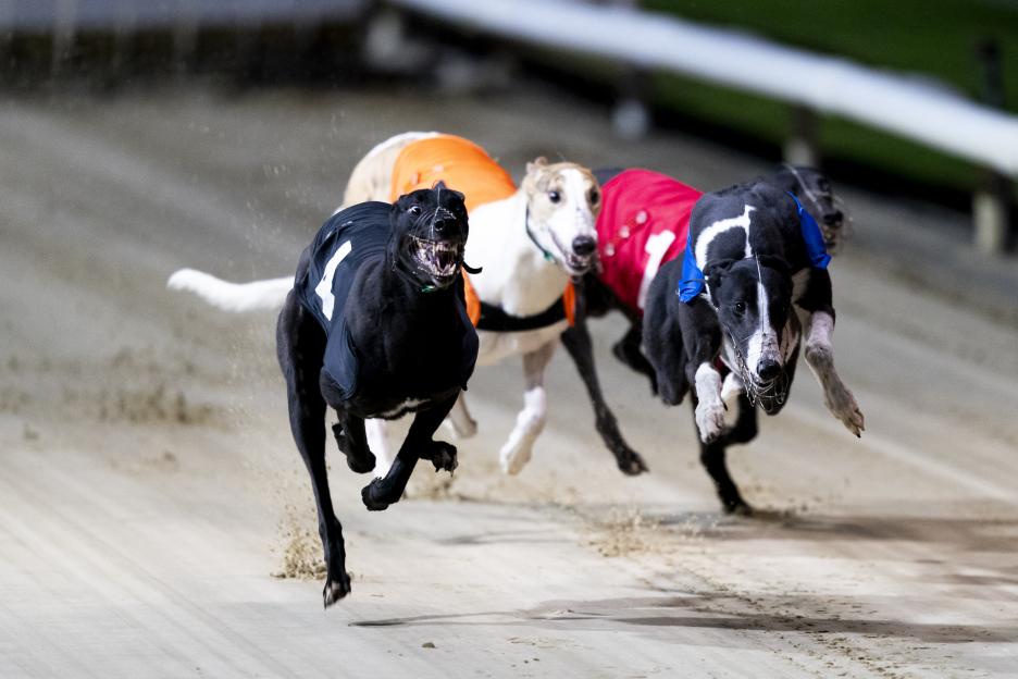 Racing cancelled at Sunderland greyhound track and investigation launched after TWO trap failures in five days