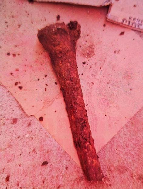 A human femur bone found buried in a garden.